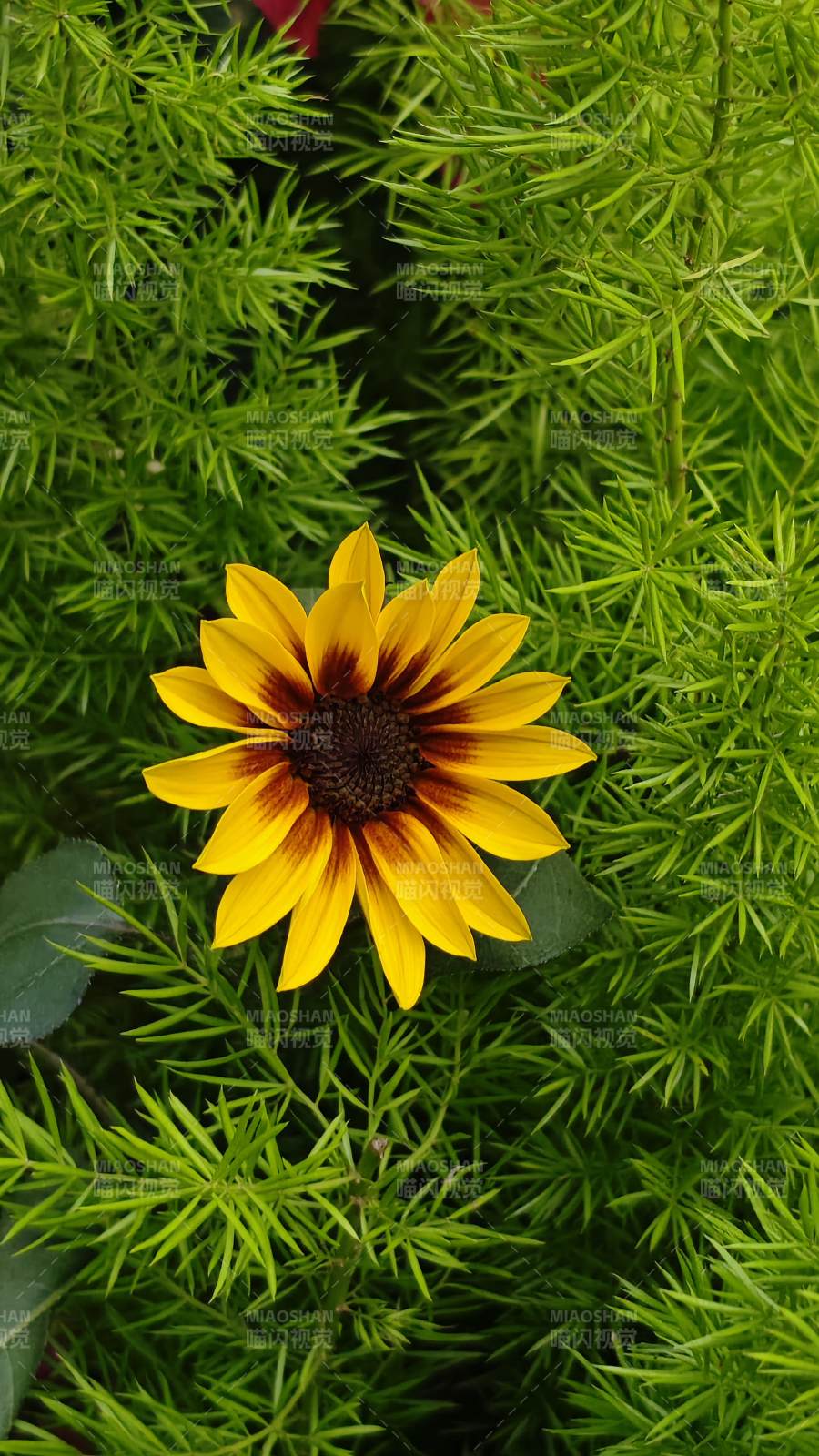 一枚像向日葵的勋章菊图片