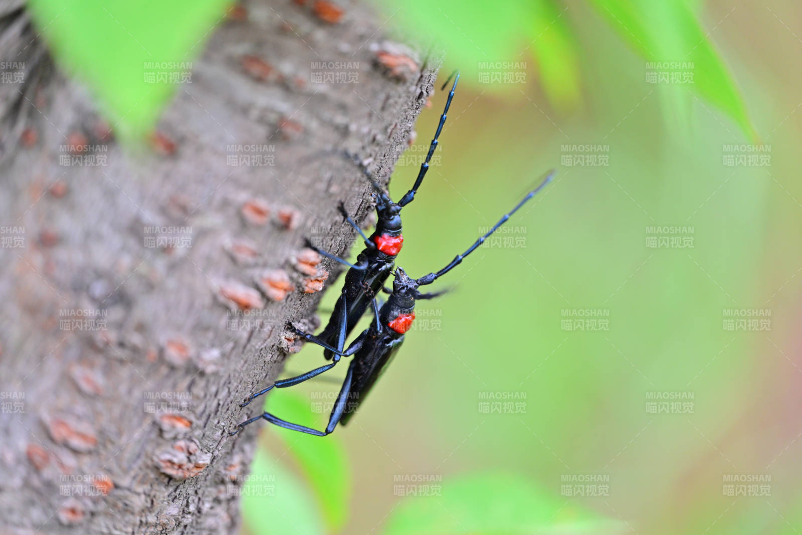 红眼天牛栖树干图片