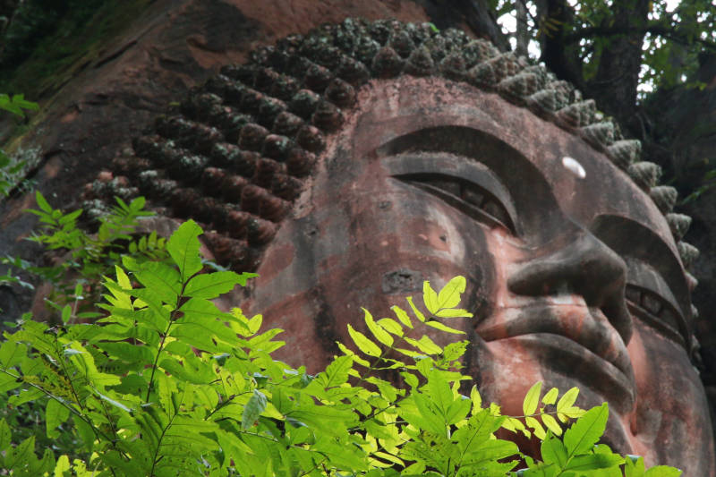 佛面隐于绿叶间图片