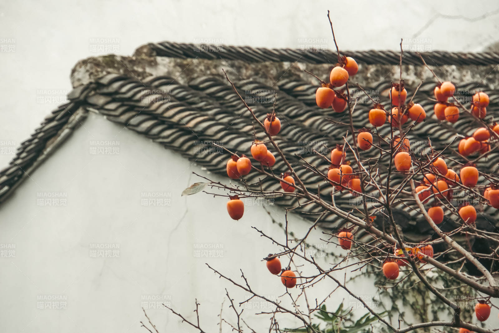 柿子挂枝头图片