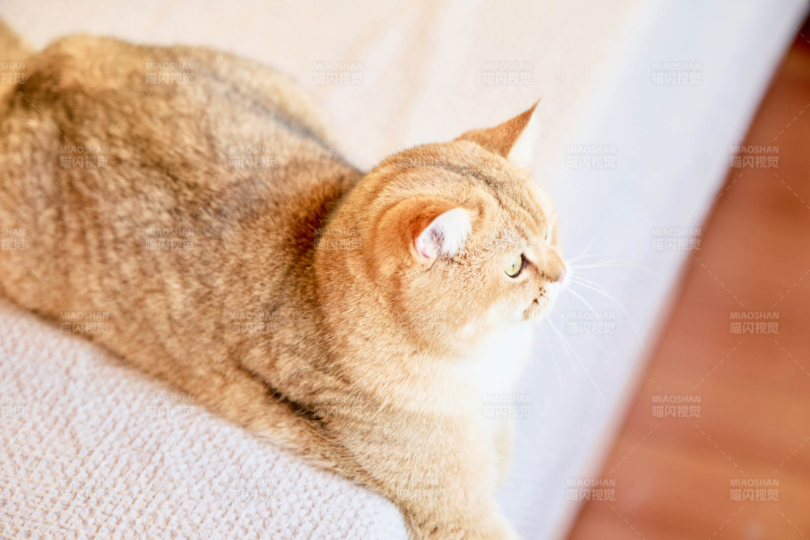 宠物猫咪金渐层图片