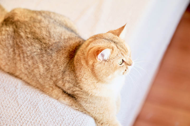 宠物猫咪金渐层图片