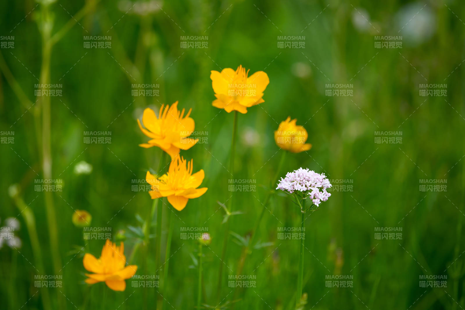 草原上盛开的金莲花图片