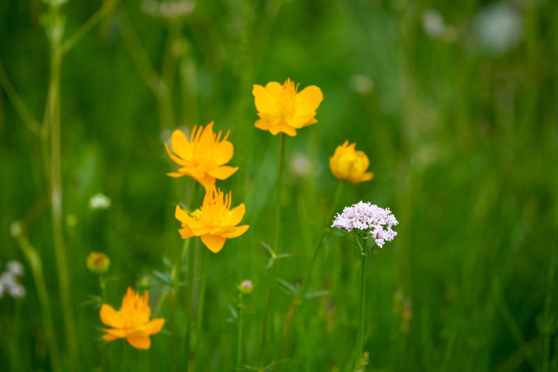 草原上盛开的金莲花图片