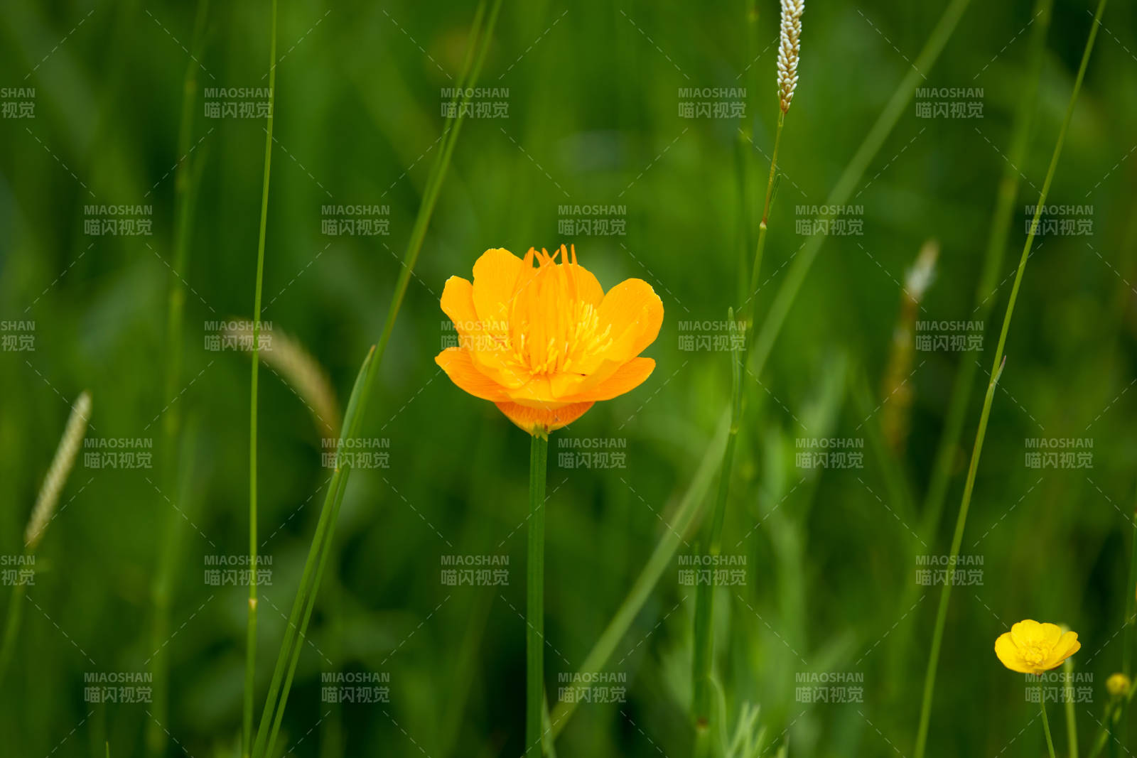 草原上盛开的金莲花图片