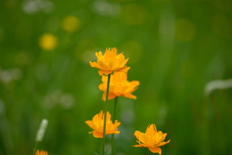 草原上盛开的金莲花图片