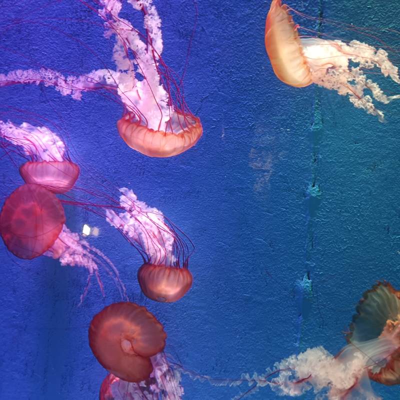 梦幻水母共舞图片