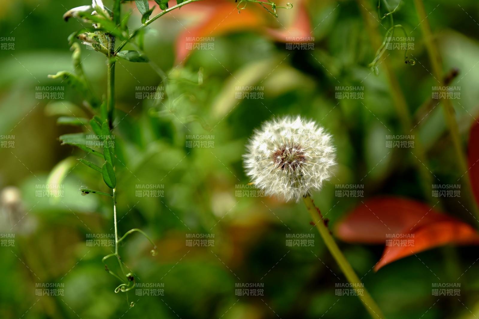 蒲公英随风飘散图片