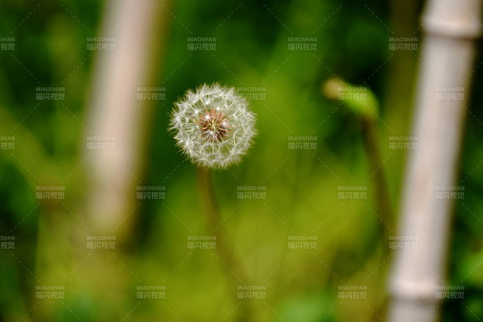蒲公英随风飘散图片