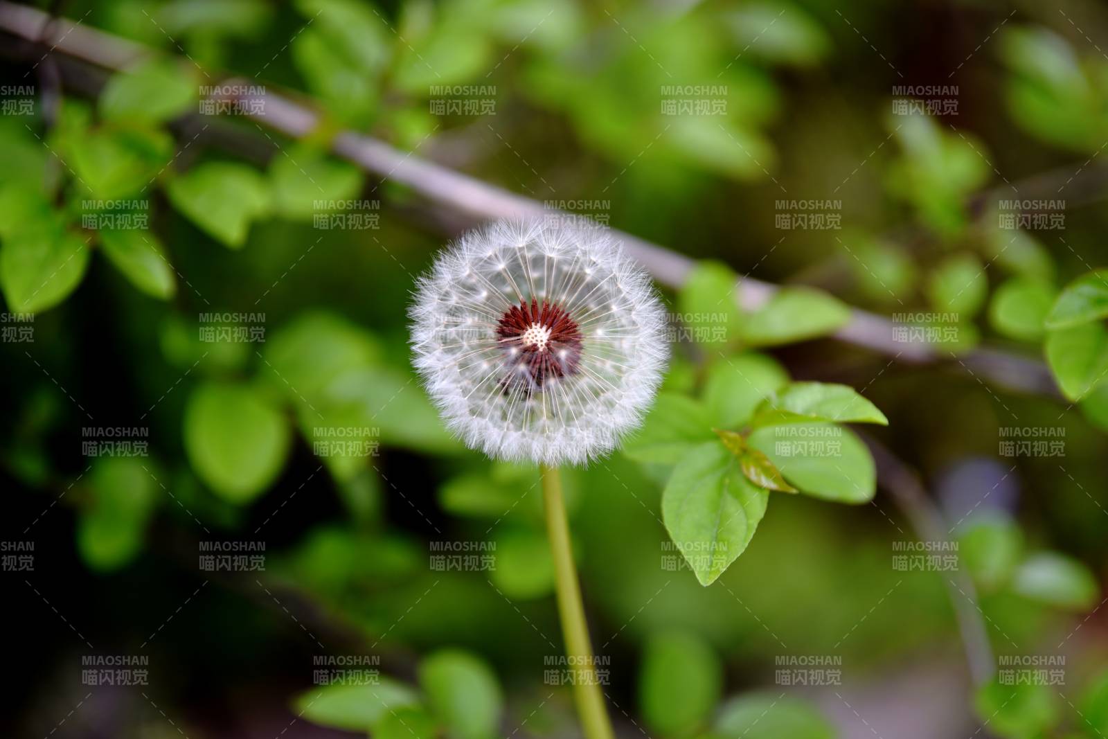 蒲公英的种子头图片