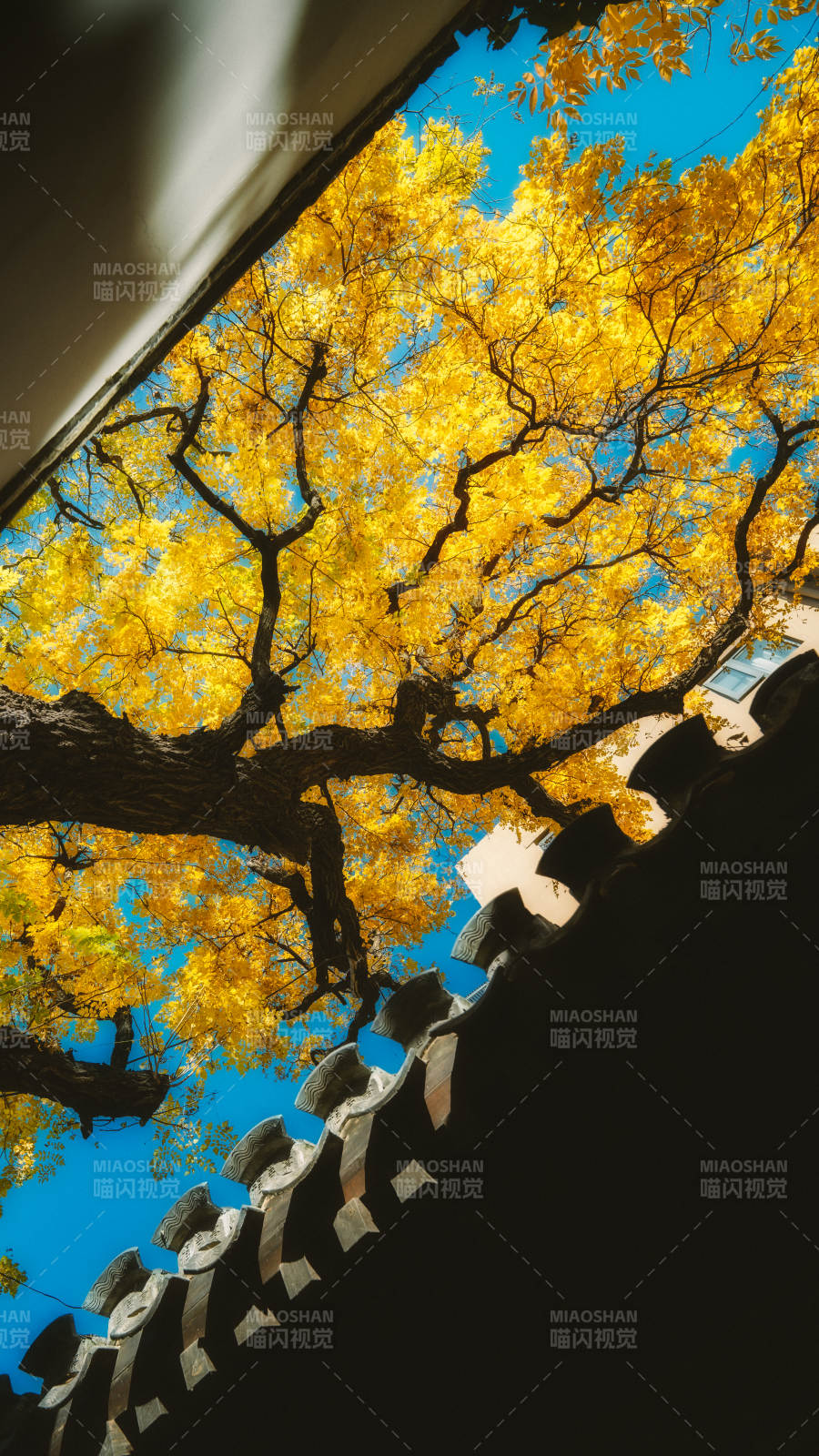 胡同里的秋色图片