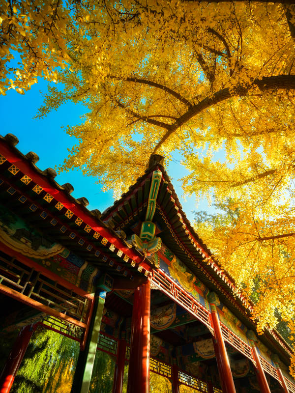 银杏和古建筑图片