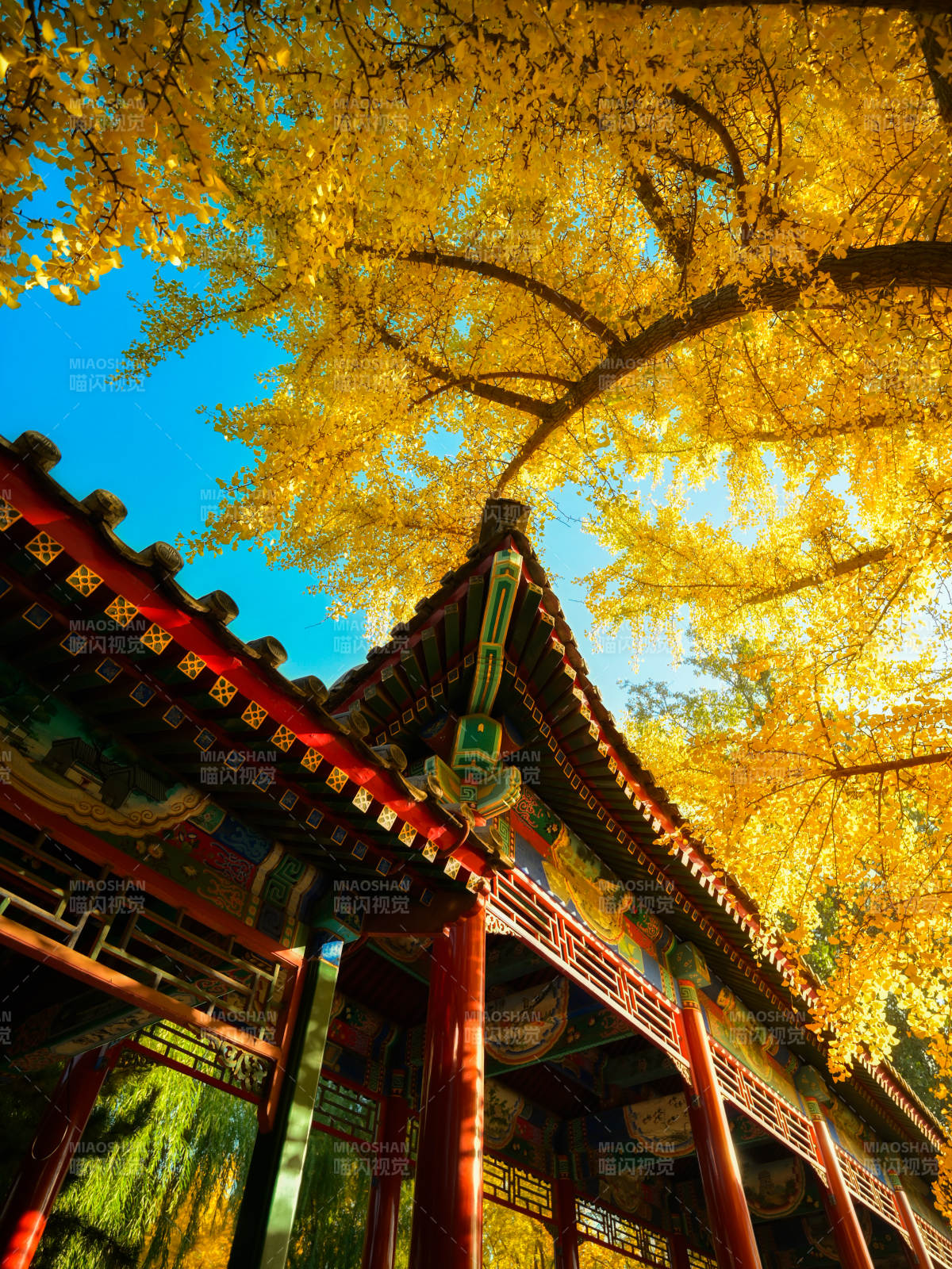 银杏和古建筑图片