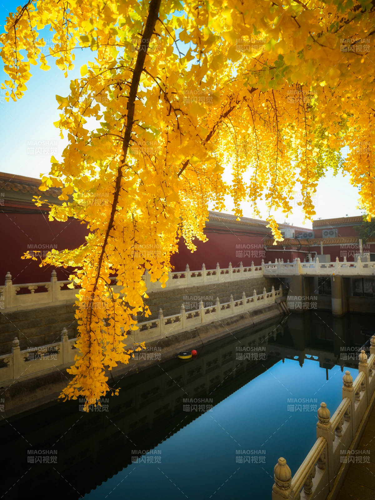 秋色映宫墙图片