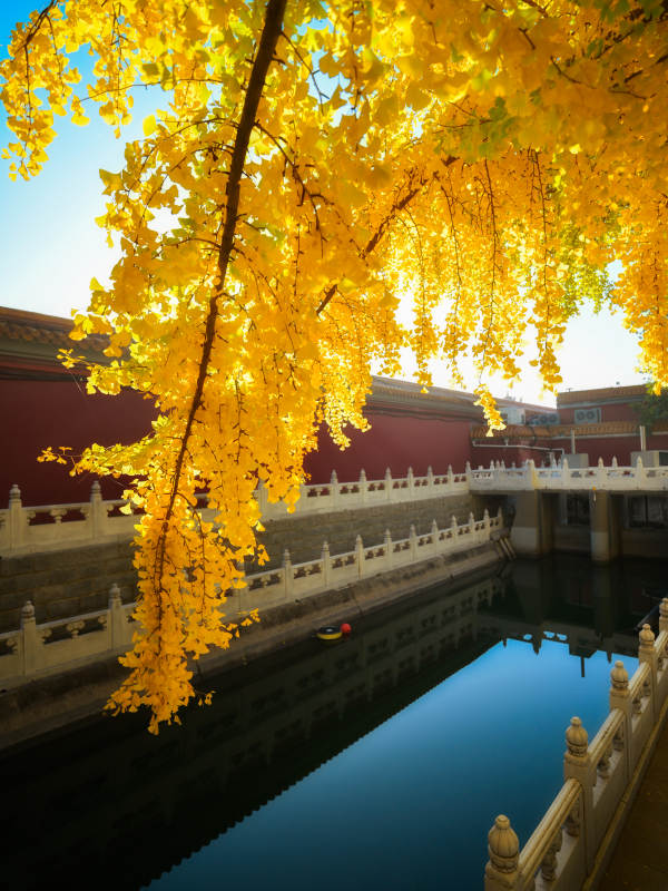 秋色映宫墙图片