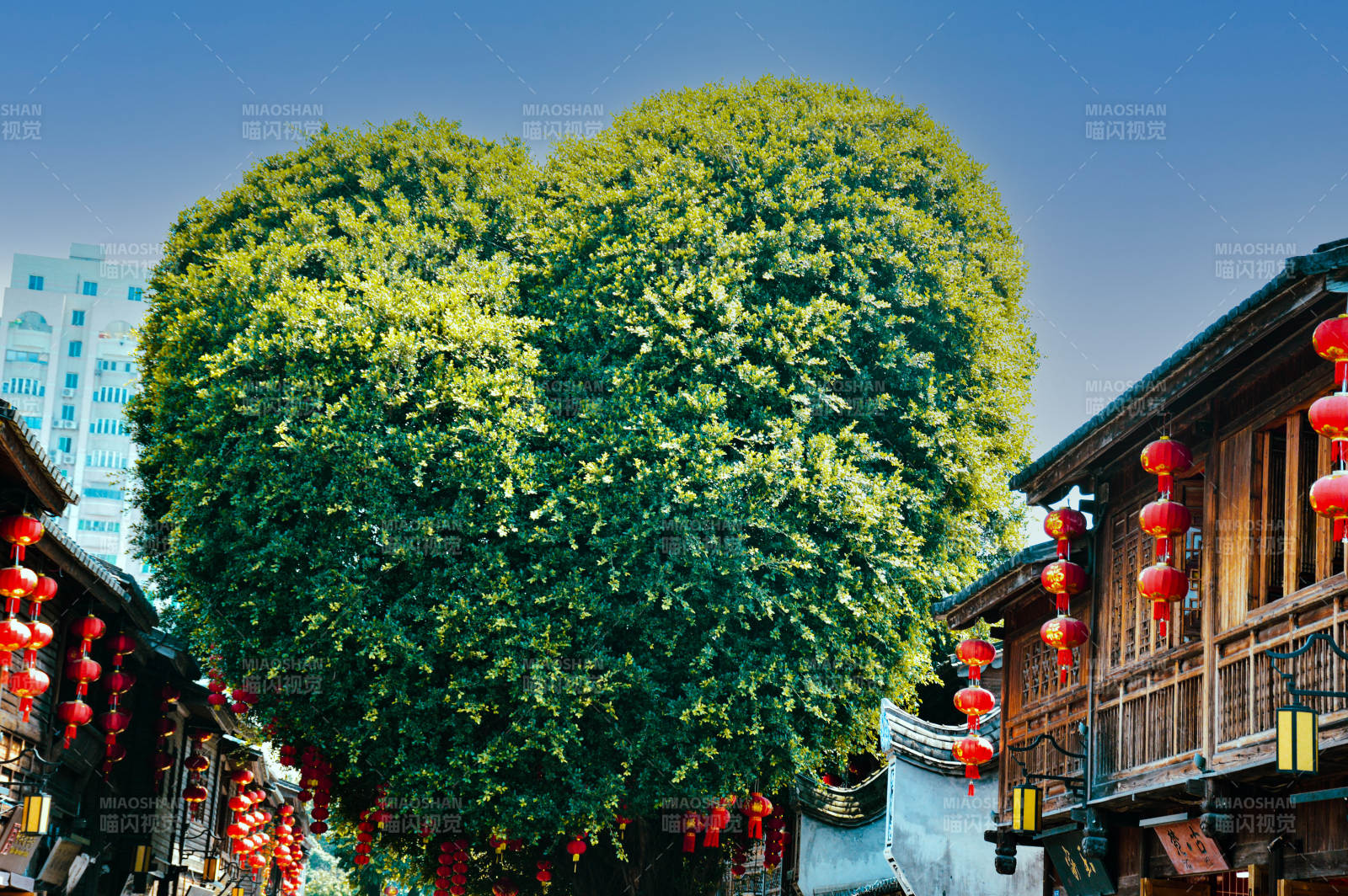 福州爱心树图片