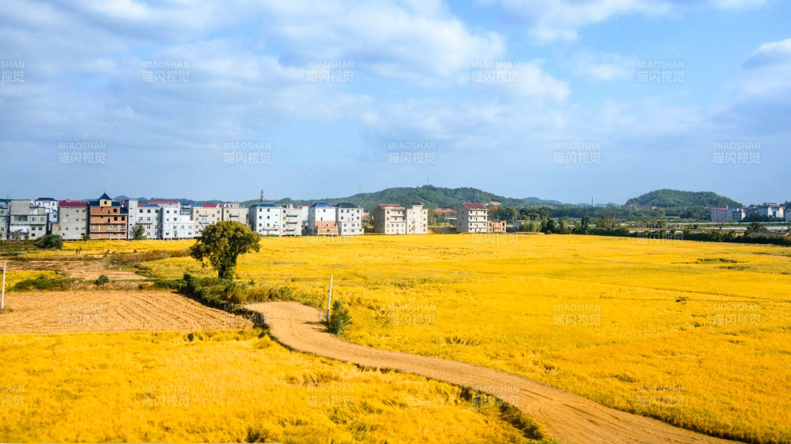 平原上金秋稻田风光图片