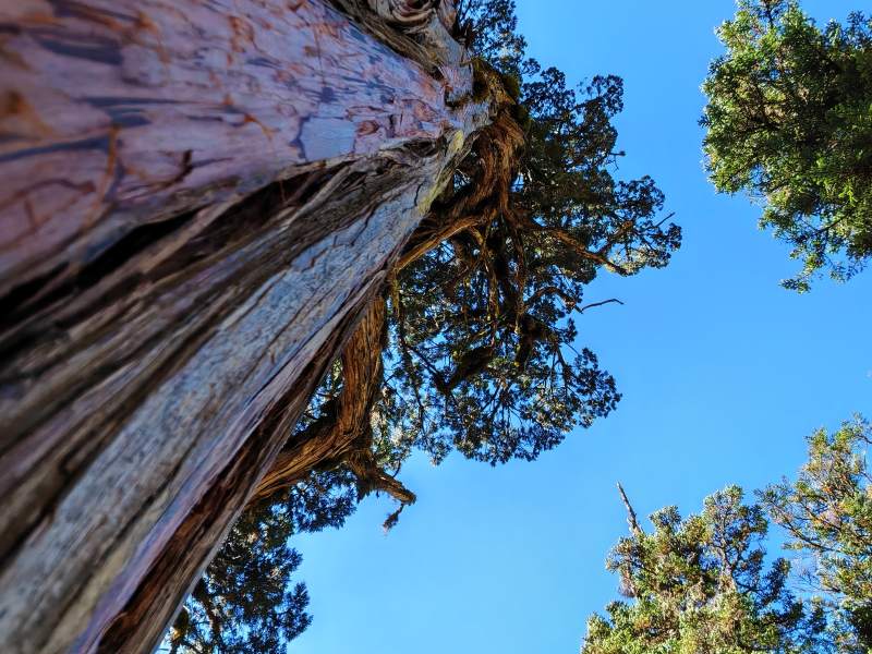 仰望参天古树图片