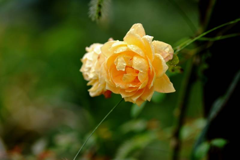 淡黄玫瑰绽放图片