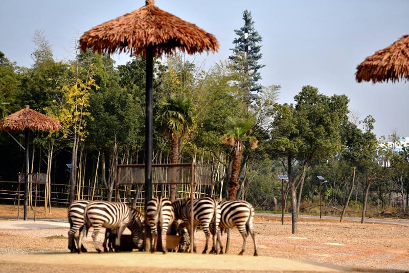 斑马群聚伞下觅食图片