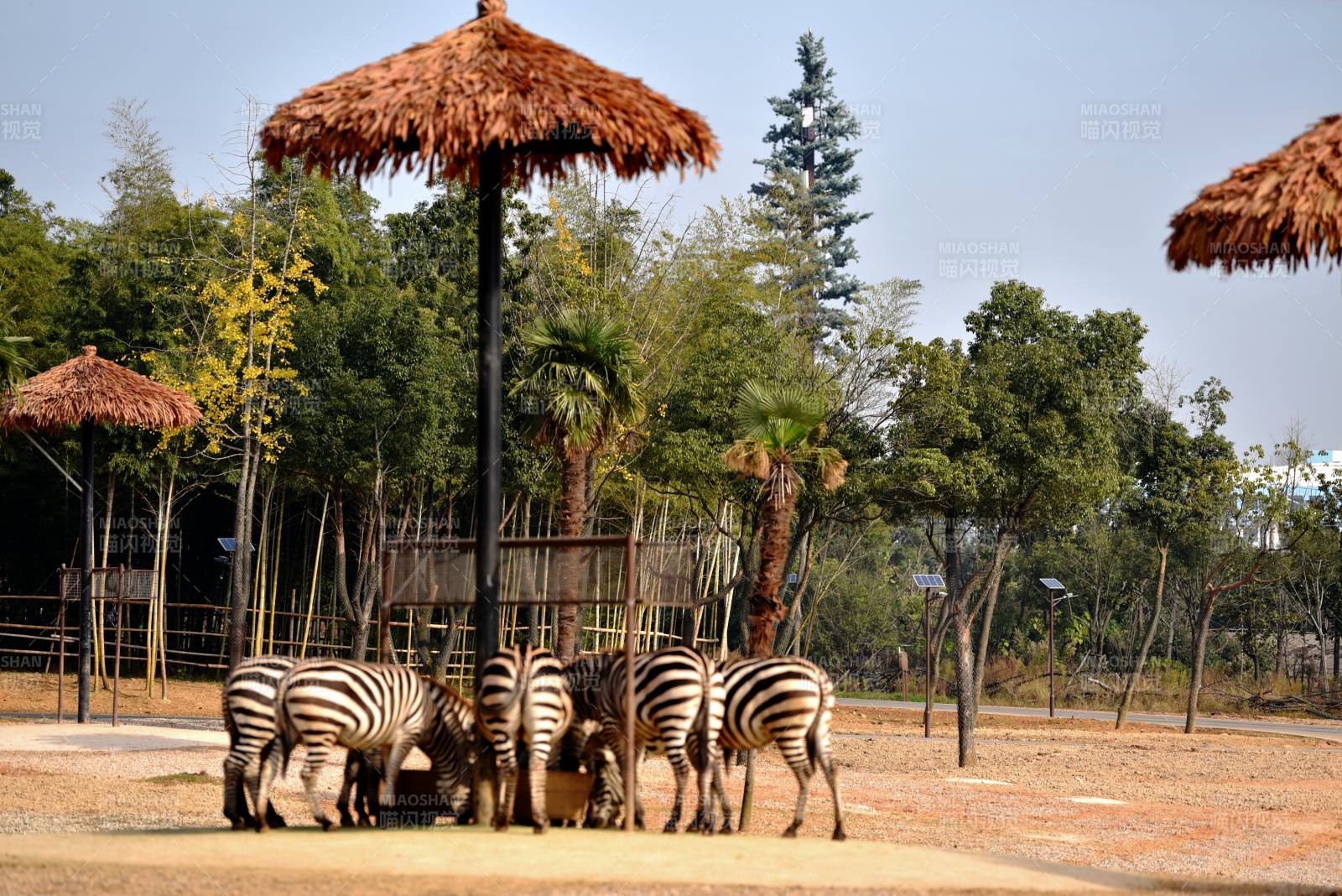 斑马群聚伞下觅食图片
