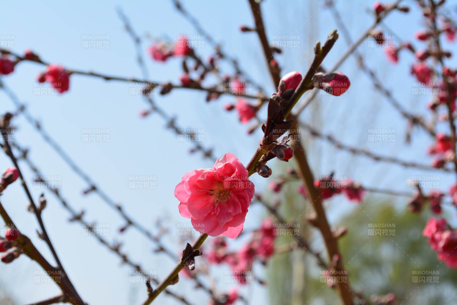 梅花绽放春光图片