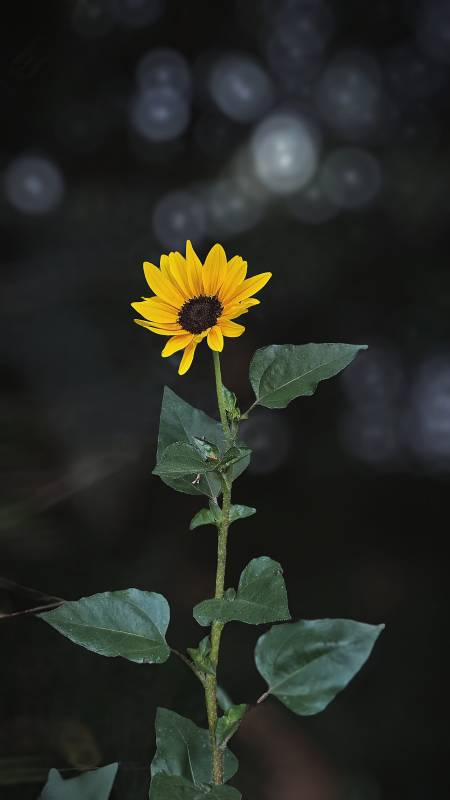 孤花独放夜色中图片