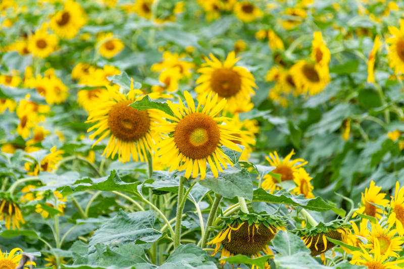 向日葵花海绽放图片