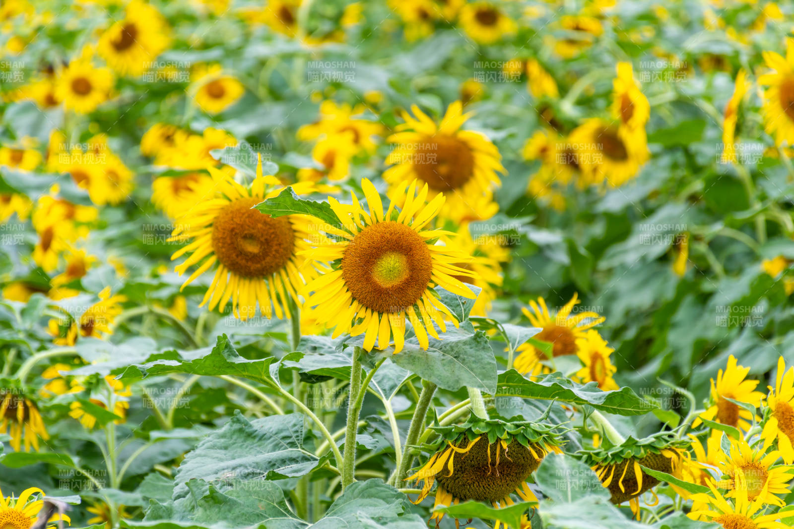 向日葵花海绽放图片