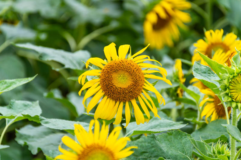 向日葵盛开图片