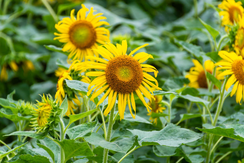 向日葵盛开图片
