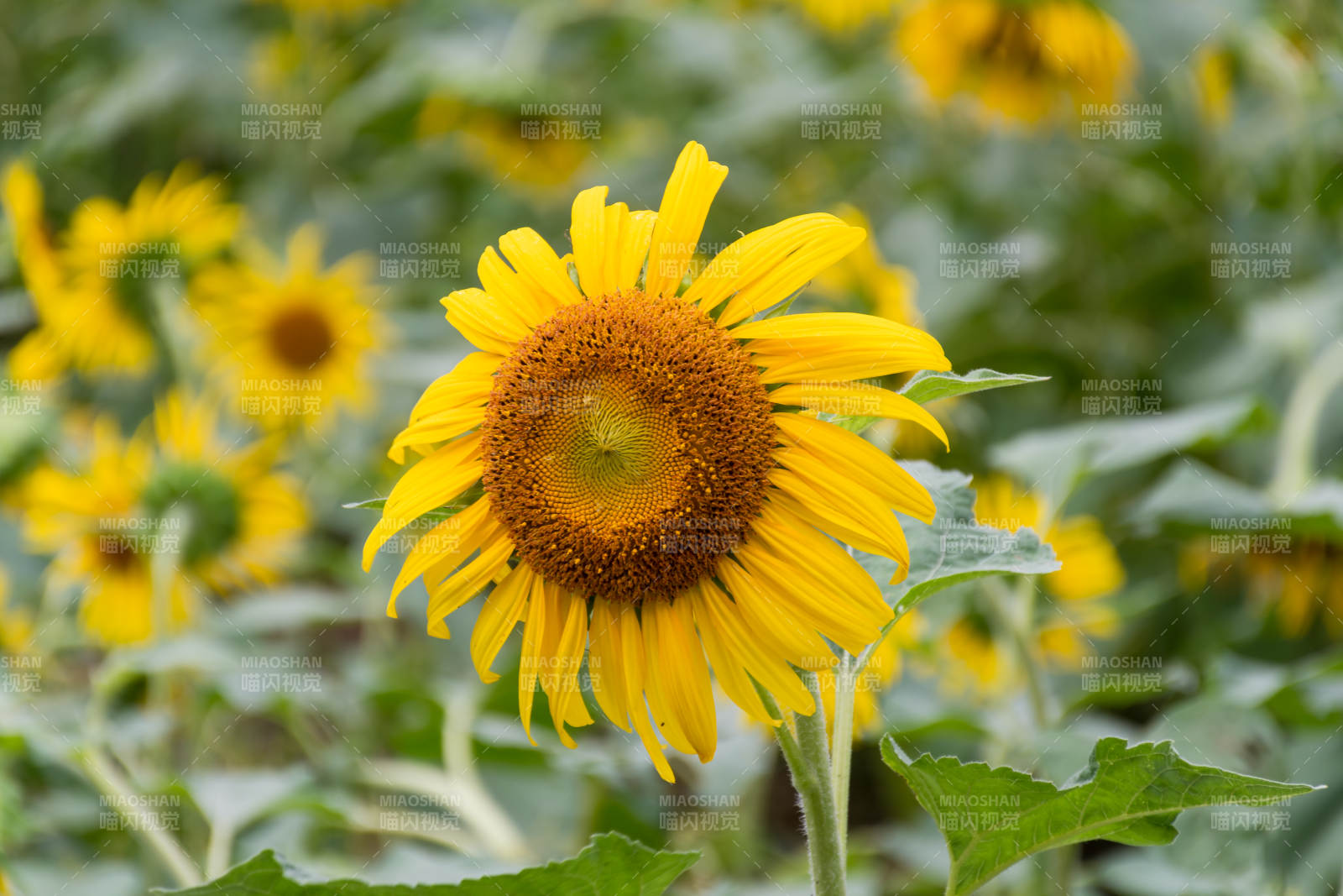 向日葵绽放图片