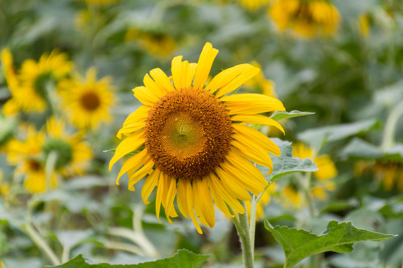 向日葵绽放图片