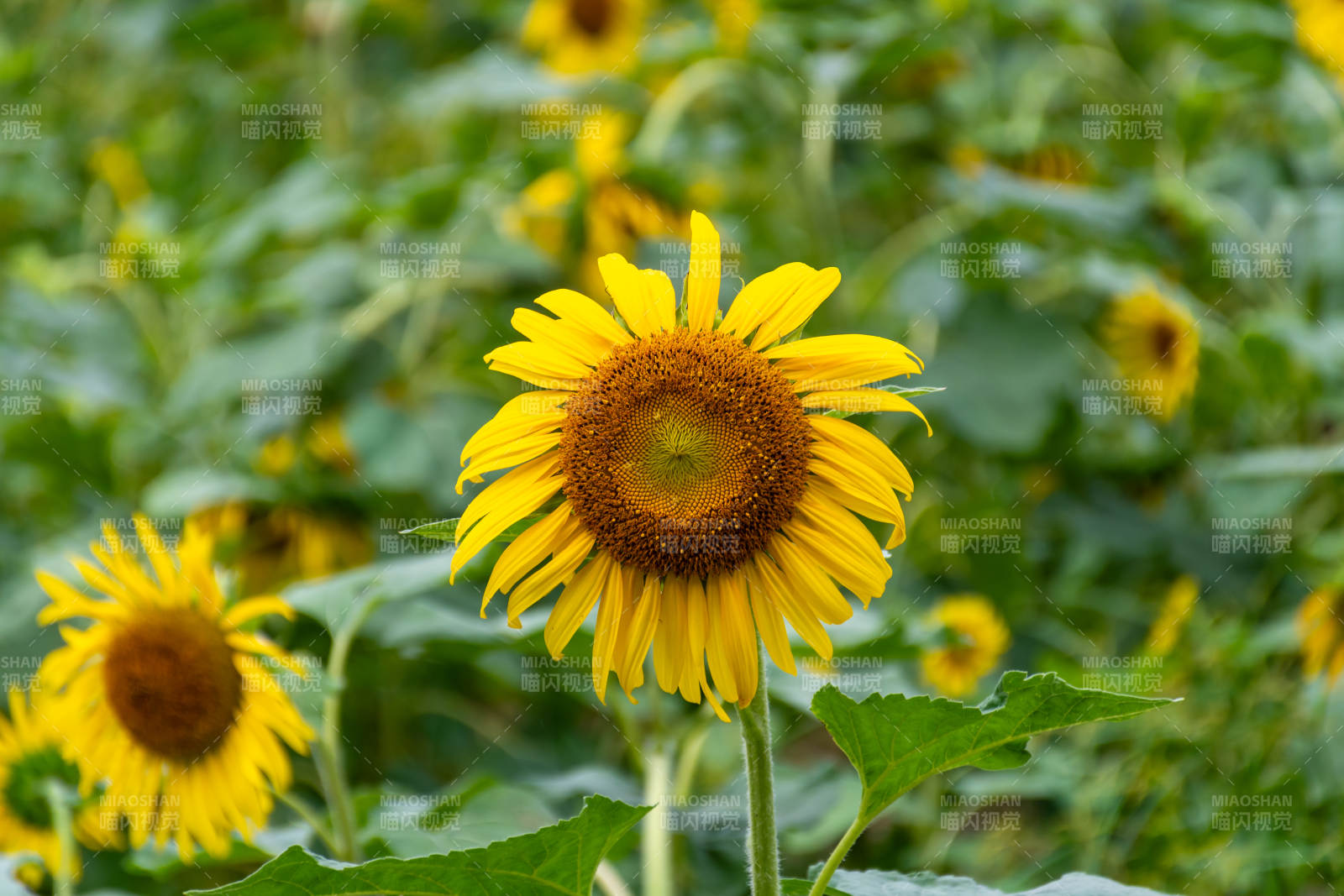 向日葵盛开图片