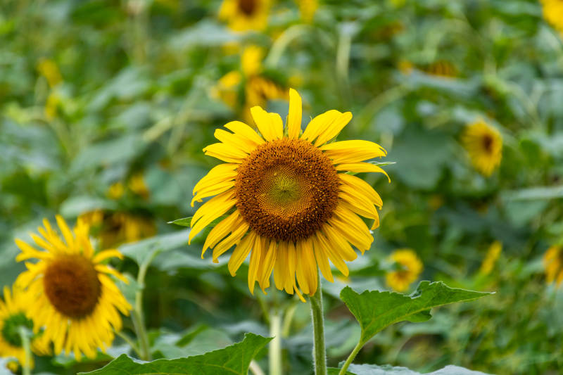 向日葵盛开图片