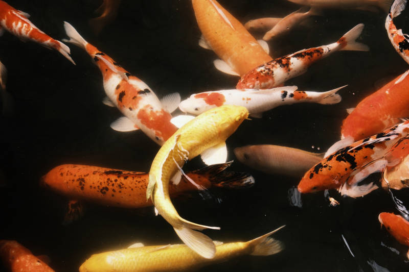 锦鲤游动水池中图片