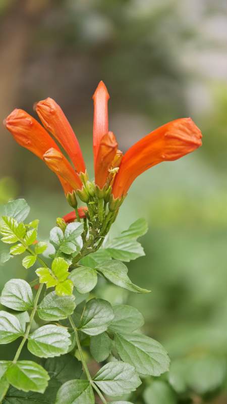 凌霄花绽放图片
