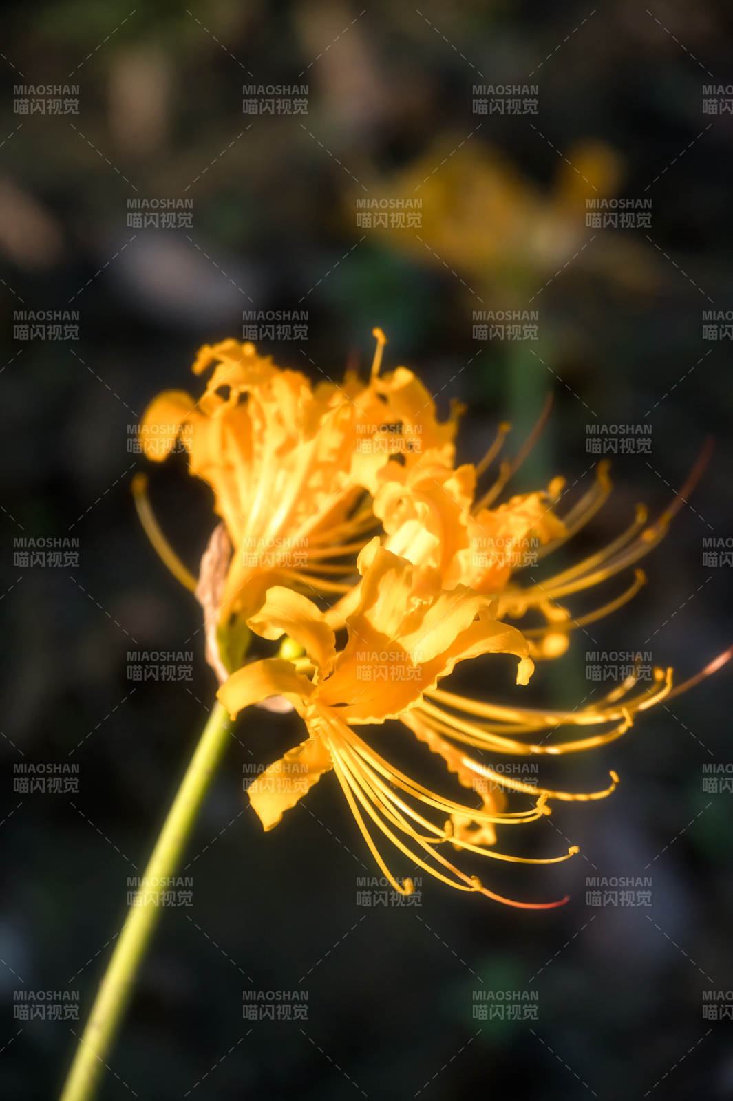 金色彼岸花绽放图片