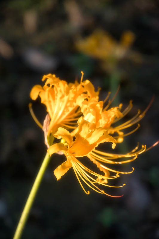 金色彼岸花绽放图片