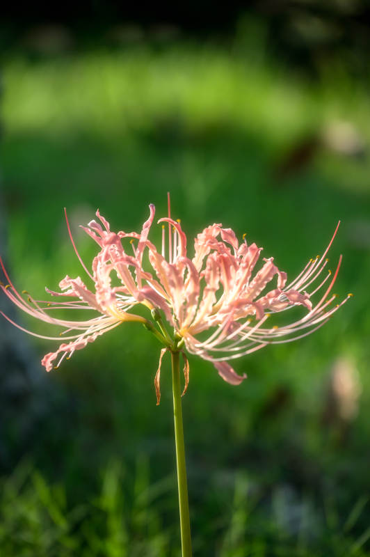 白色彼岸花绽放图片