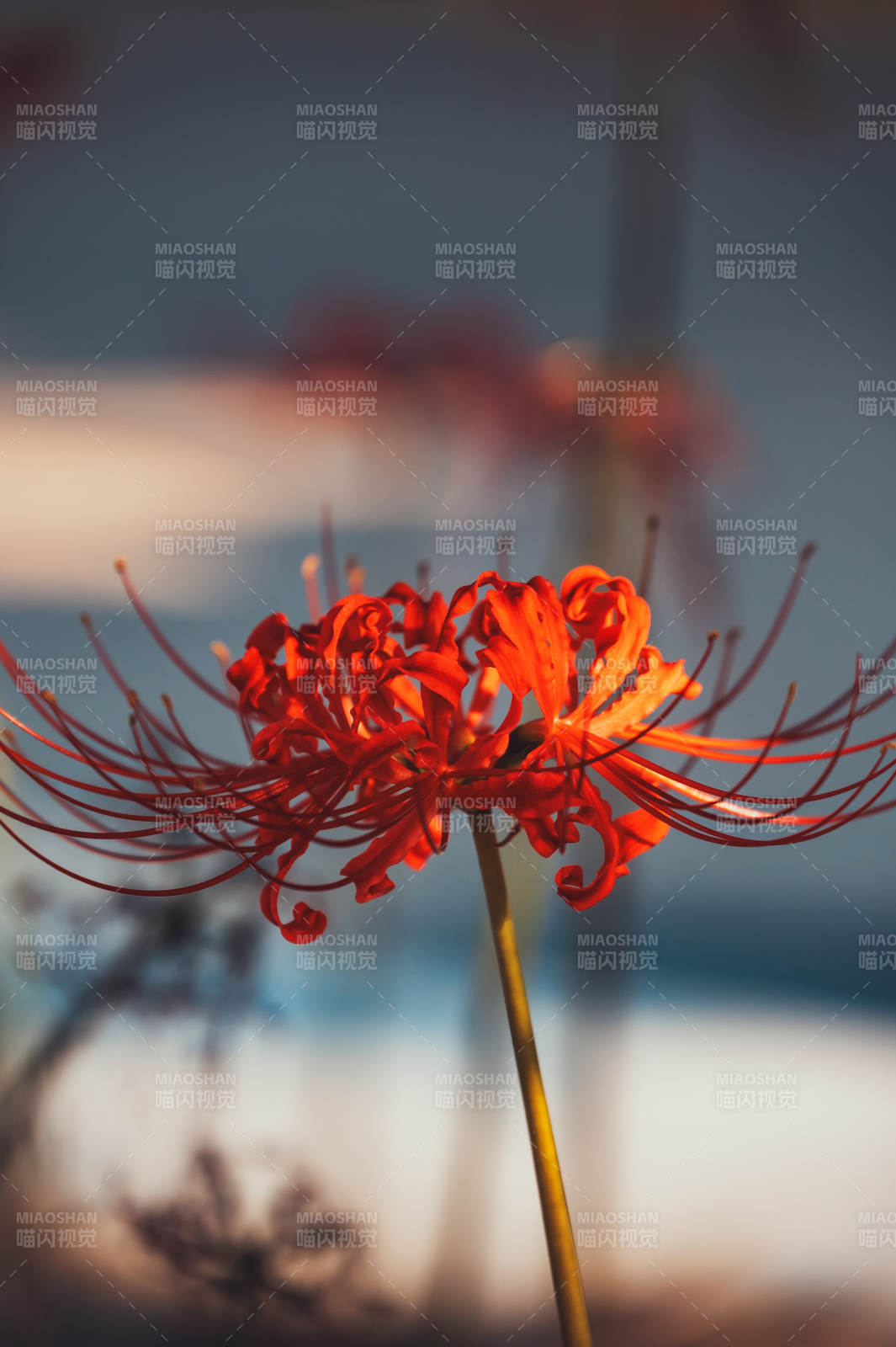 红色彼岸花绽放图片