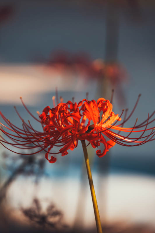 红色彼岸花绽放图片