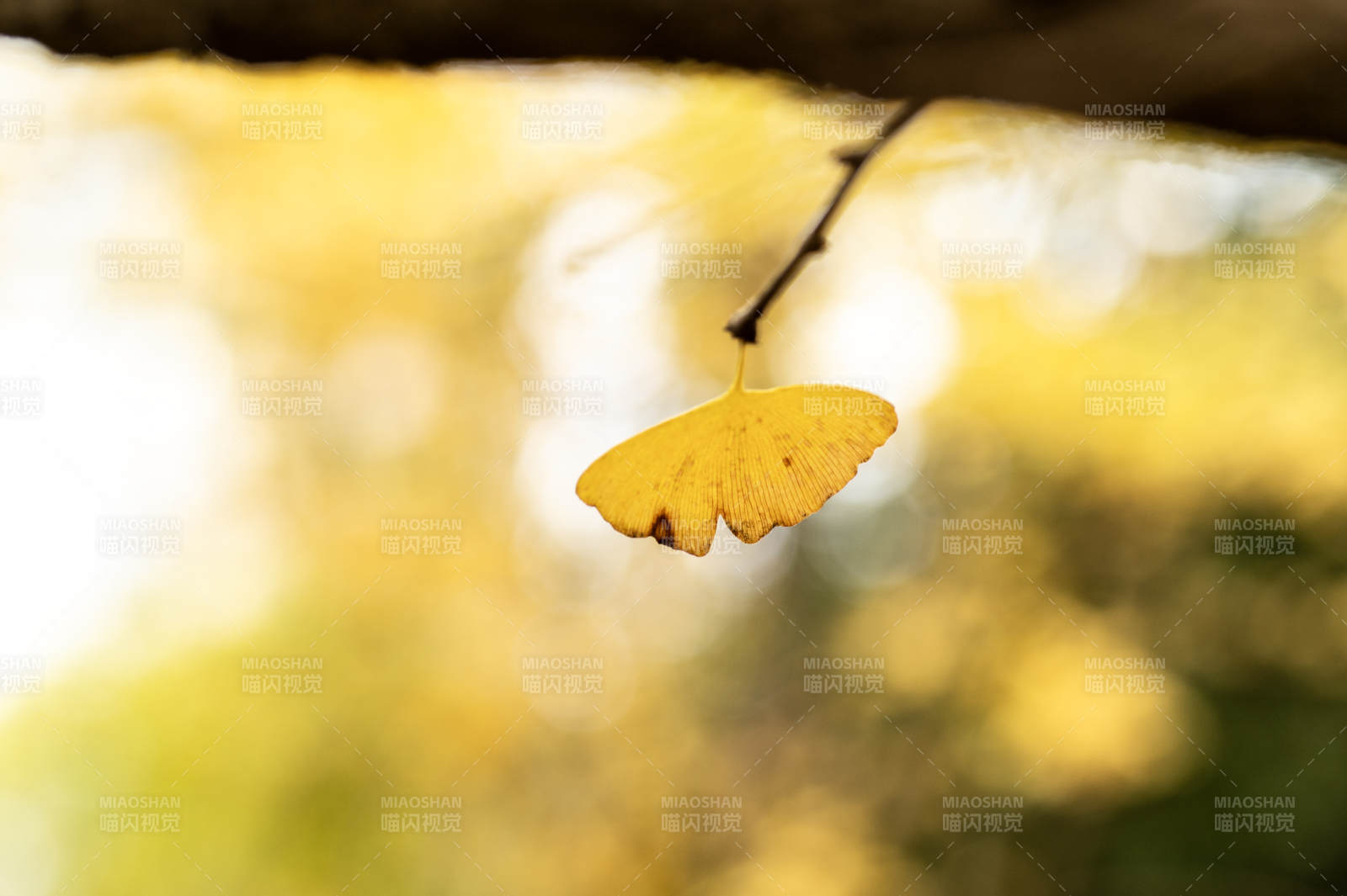秋叶轻悬枝头图片