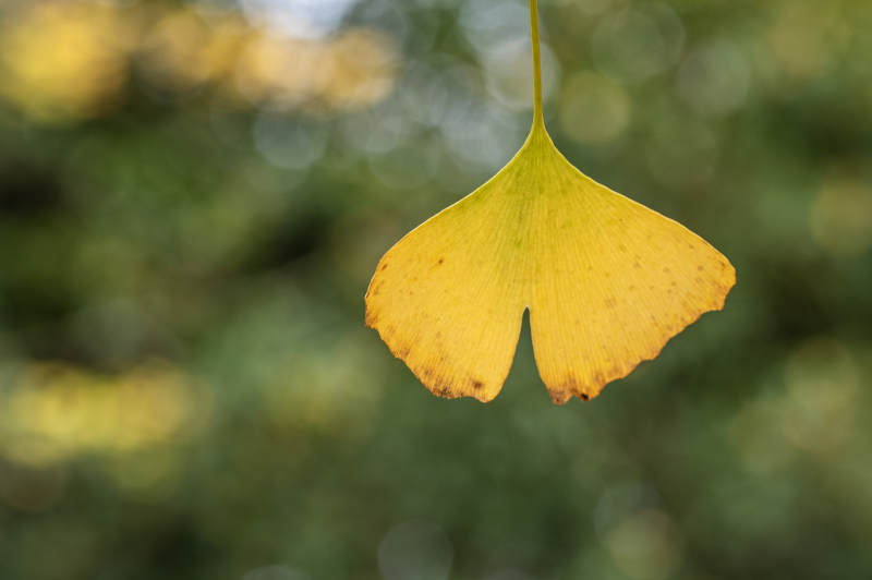 银杏叶飘落图片
