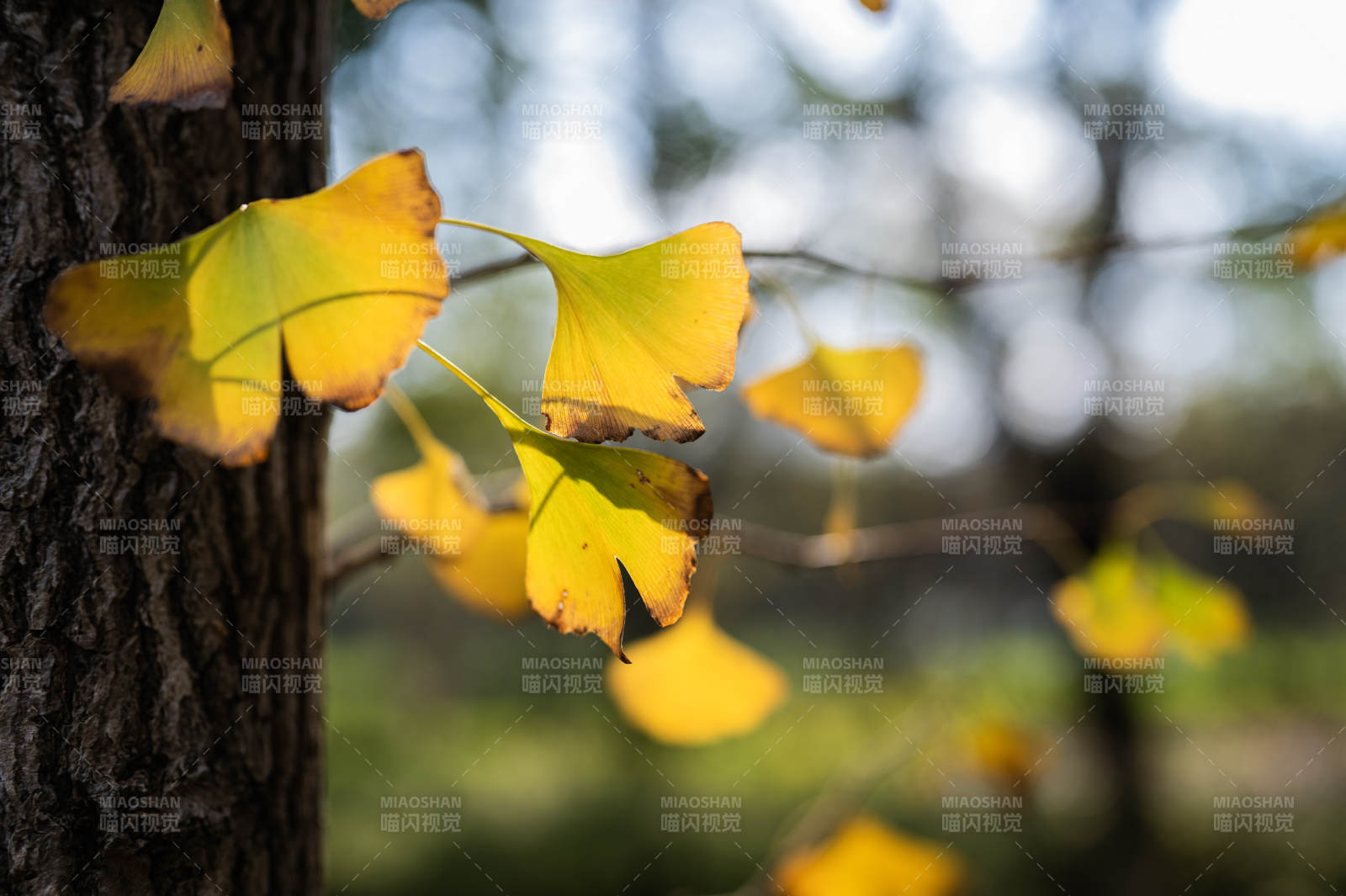 秋叶飘落 树影斑驳图片