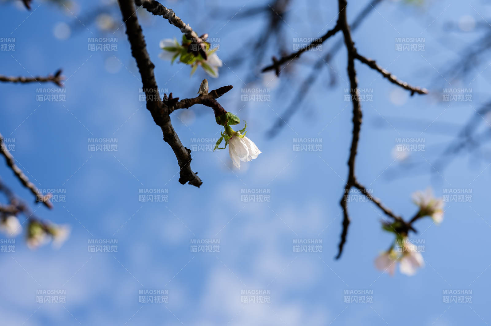 樱花枝头映蓝天图片