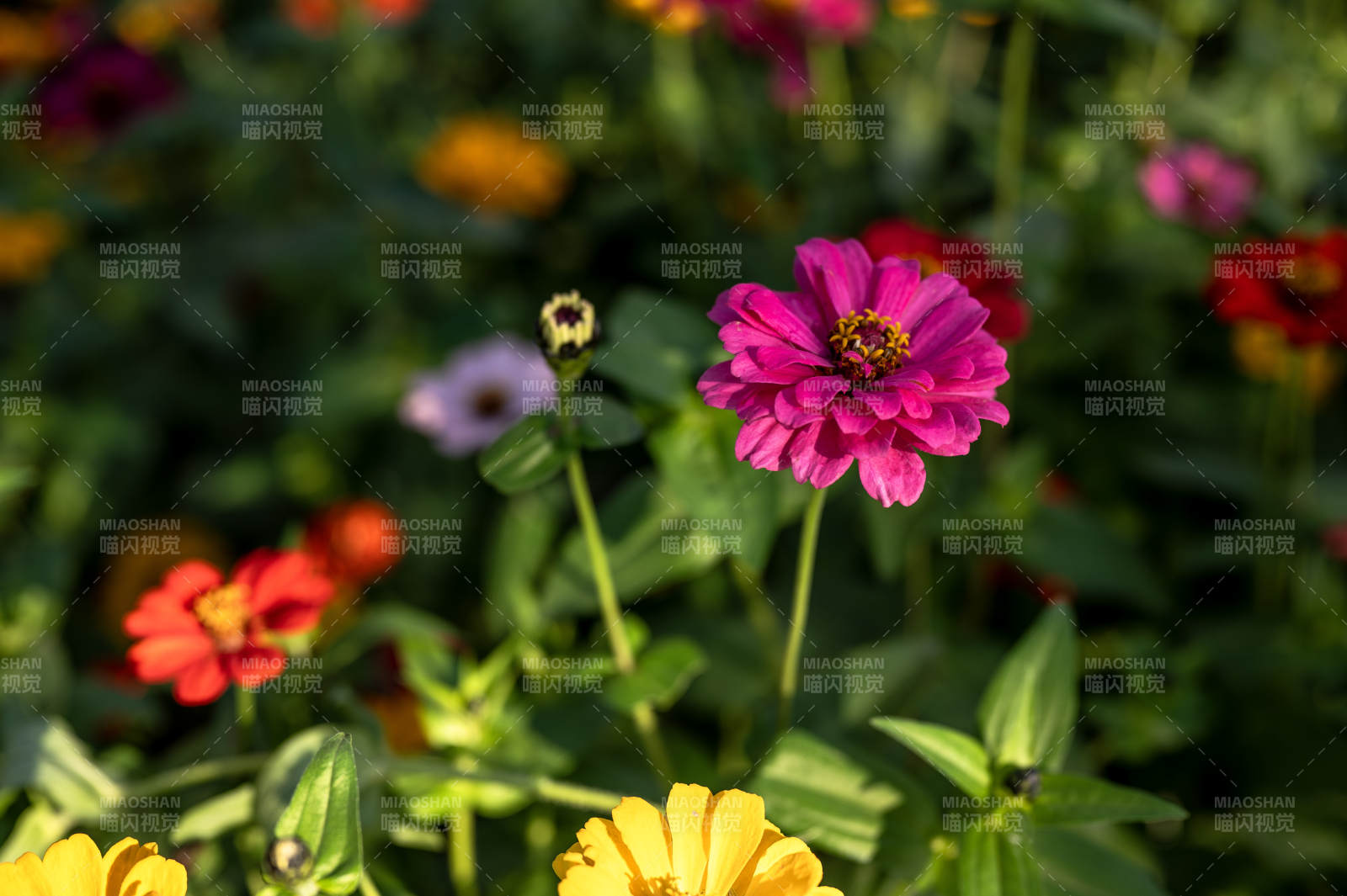 五彩斑斓的花朵图片