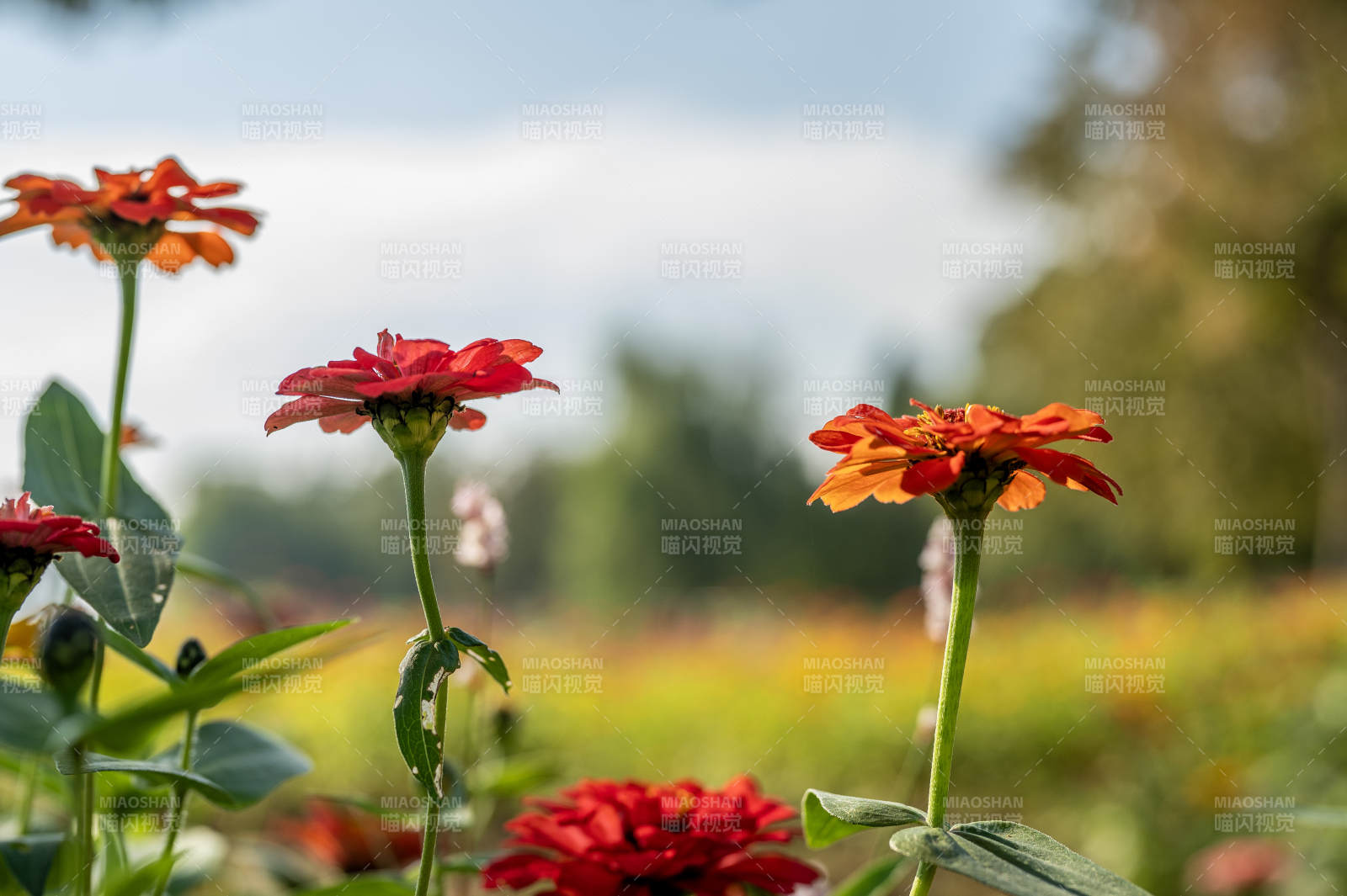 花海中的红花图片