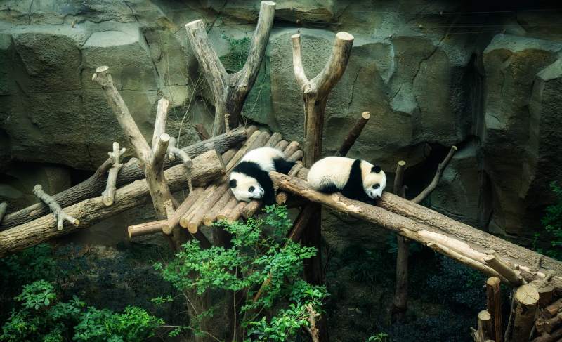 熊猫树上休憩图片