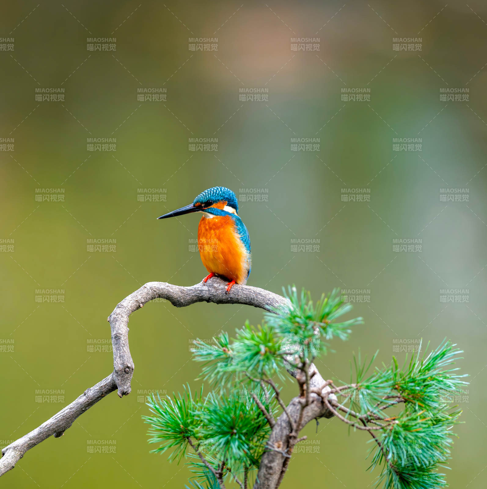 翠鸟栖枝头图片